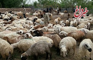 چرا مرغ و گوشت گران شد؟/ رئیس شورای دام: گوسفند در داخل متقاضی ندارد