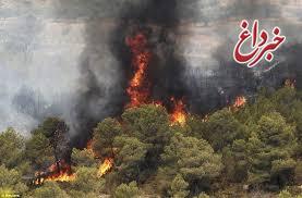 درصدی از ۱۱۰۰ مورد آتش‌سوزی اخیر جنگل‌ها، عمدی است / ممکن است پشت این موضوع، بهره‌برداری‌های سیاسی باشد