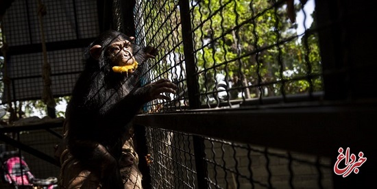 آخرین وضعیت «باران»، تنها بچه ‌شامپانزه ایران