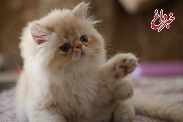 تایید رسمی ابتلای یک گربه خانگی به کرونا در انگلیس / دامپزشکی انگلیس: هنوز دلیلی برای اثبات انتقال کرونا از حیوان به انسان وجود ندارد