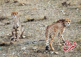 مشاهده ۲۱ یوزپلنگ در استان سمنان از ابتدای سال / ۱۳ یوز شناسنامه‌دار شدند