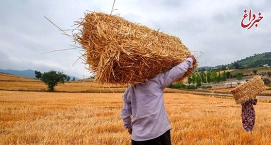 ​قیمت واردات گندم به کشور بیش از ۶۵۰۰ تومان است/ قیمت ۴ هزار تومانی دولت برای سال زراعی آینده مناسب نیست