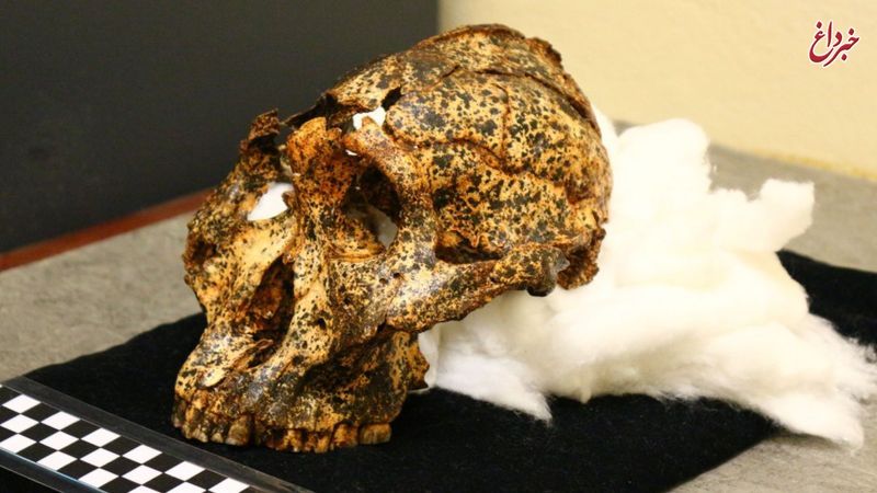 جمجمه دو میلیون ساله «عموزاده» اجداد انسان پیدا شد