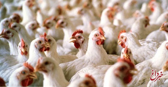 تحلیل چالش‌های توزیع و تأمین خوراک مرغداری‌های کشور
