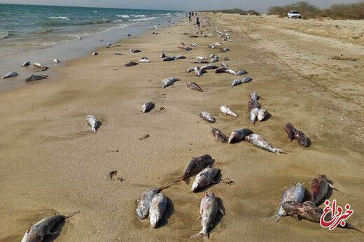 سازمان محیط زیست: علت مرگ گربه ماهیان در ساحل جاسک فعالیت‌های صیادی است