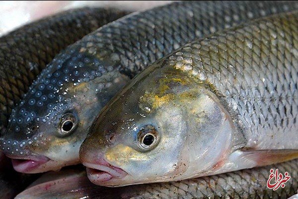 افزایش ۷۷ درصدی قیمت ماهی قزل‌آلا / کنسرو ماهی تن ۲۲ درصد گران شد