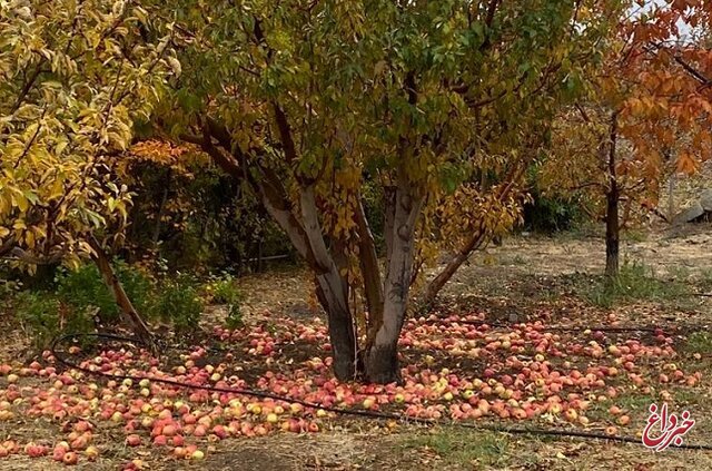 ۸۰۰ هزار تن سیب در سردخانه‌ها باقی مانده است