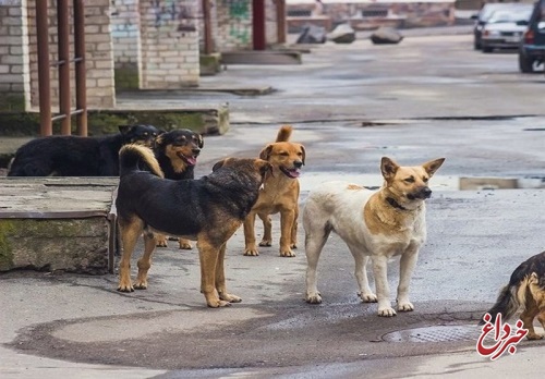 امکان صادرات سگ‌های بی‌سرپرست به چین و کره‌!