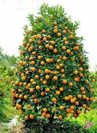 شباهت درخت پرمیوه مازندرانی به درخت کریسمس