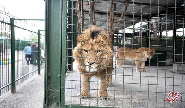 شیر‌های پارک وحش اراک به قفس بازگردانده شدند / محیط زیست استان: علت دقیق حمله شیر‌ها به نگهبان باغ وحش هنوز مشخص نیست