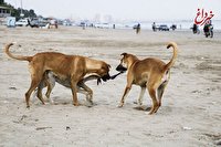 توضیح محیط زیست درباره تبعات جفت گیری سگ و گرگ؛ نگرانی از افزایش سگ‌های بلاصاحب