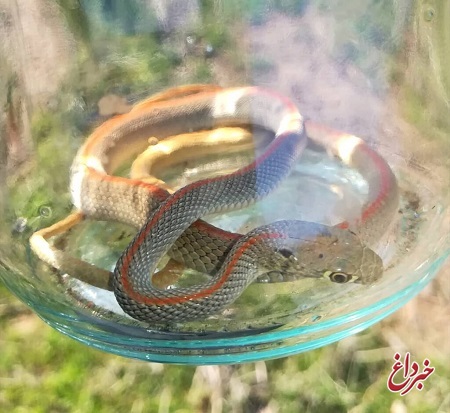 فروش عجیب‌ترین حیوانات وحشی در آستانه نوروز