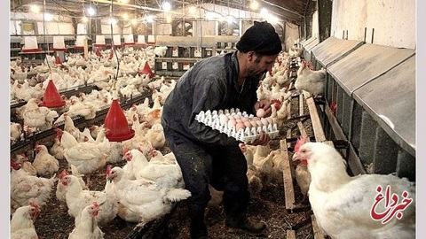 پیش‌بینی افزایش ۷۰ درصدی قیمت مرغ و تخم مرغ
