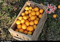 قیمت میوه شب عید چند؟