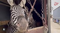 مرگ گورخر آفریقایی در باغ‌وحش صفادشت ‌پس از چند روز نگهداری در گمرک