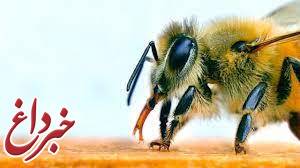 استفاده از زنبور به عنوان تست کرونا