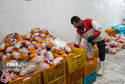 گرانفروشی مرغ ربطی به وزارت جهاد کشاورزی ندارد/ کمبودی در تولید مرغ نداریم