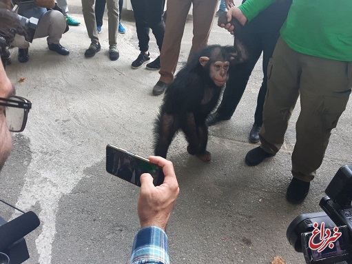 «باران»، شامپانزه باغ وحش ارم امشب راهی کنیا می‌شود