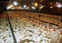 احتمال تلف شدن ۴۰ تا ۵۰ درصدی مرغ‌ها در هر قطعی برق/ خطر افزایش تلفات در کشتارگاه‌ها