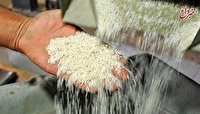 کاهش ۱۸.۵ درصدی تولید برنج کشور/ ابلاغ توزیع ۱۰۰ هزار تن برنج پاکستانی و تایلندی