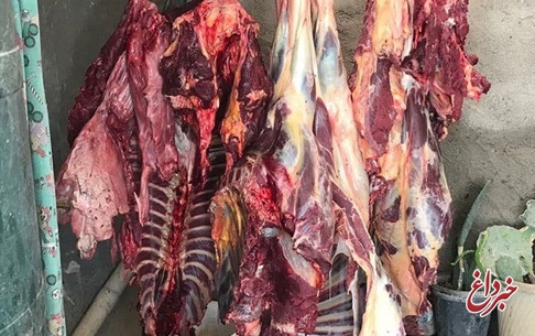 نیم تن گوشت اسب غیرمجاز در تهران معدوم شد