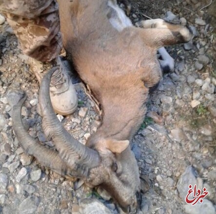 مشخص شدن علت مرگ تعدادی از حیات وحش پارک ملی سالوک در اسفراین: طاعون نشخوارکنندگان