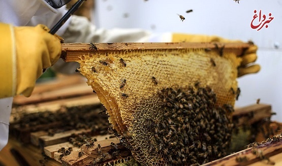 صادرات عسل متوقف شد/ کمبود بارش‌ها برداشت از کندوها را کاهش داد/ سرمایه‌گذاران رغبتی برای واردات نهاده‌های زنبور ندارند