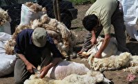 مدیرعامل اتحادیه دام سبک: ۳۲۰۰ تن پشم وارد کردیم در حالی که نیازی به آن نداشتیم / مافیا اجازه نمی‌دهد که قیمت گوشت پایین بیایید