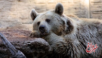 کشف تازه دانشمندان؛ قدمت استفاده از پوست خرس توسط انسان به ۳۰۰ هزار سال می‌رسد