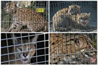 محیط زیست: محموله قاچاق حیات وحش در تهران کشف شد / این گونه‌ها شامل یک گربه کاراکال و دو گربه ماهیگیر بالغ و دو توله بود
