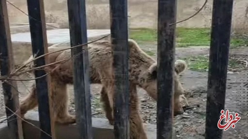 دادستان مازندران درباره نحیف بودن خرس و شیر در باغ وحش ساری: بیماری برای حیوانات با سن بالا طبیعی است / فردی با عبور غیرقانونی از حفاظ سیمانی اقدام به تصویربرداری و انتشار آن کرده