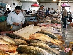 جدیدترین قیمت مرغ و ماهی در بازار و میادین/ قیمت هر کیلو ماهی قزل آلا چند؟