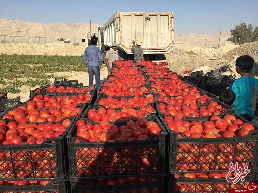 دولت دوشنبه بخشنامه زد، سه شنبه لغوش کرد / ماجرای ممنوعیت صادرات گوجه، بادمجان، سیب زمینی و پیاز
