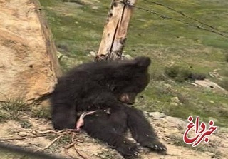 کشتار خرس‌ها در ایران / ۶۶ مورد خرس‌کشی در دهه گذشته