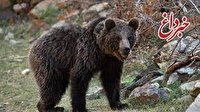 مقصر حادثه تلف شدن خرس قهوه ای در شهرستان نمین دستگیر شد