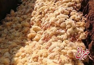 عباسی، نماینده مجلس: نیت اصلی معدوم سازی جوجه‌های یک روزه افزایش قیمت مرغ و تخم مرغ است