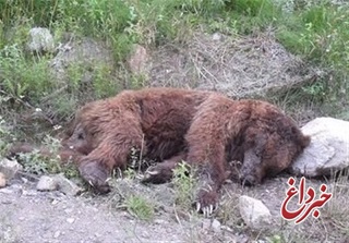محیط زیست استان لرستان: علت تلف شدن خرس قهوه‌ای و توله‌اش در دست بررسی است