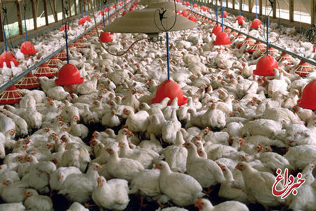 اتحادیه مرغداران گوشتی: قیمت تمام شده مرغ بیش از ۴۵ هزار تومان است / خطر تعطیلی برخی از مرغداری‌ها