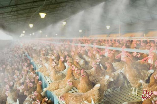 اتحادیه مرغ تخمگذار: مرغداران در فروش هر کیلو تخم مرغ ۱۸ هزار تومان ضرر می‌کنند/ نهاده وجود دارد ولی گران است