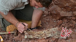 بقایای فسیلی «اژدهای مرگ» مربوط به ۸۶ میلیون سال پیش، کشف شد