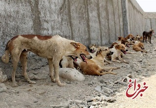 شهرداری: تعداد سگ‌های بی‌صاحب تهران بیش از ۴۰۰ هزار قلاده است!