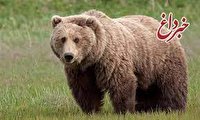 بازداشت متهم به شکار خرس در جنگل