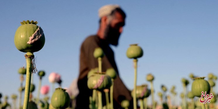 واشنگتن: کشت خشخاش در افغانستان افزایش یافته است