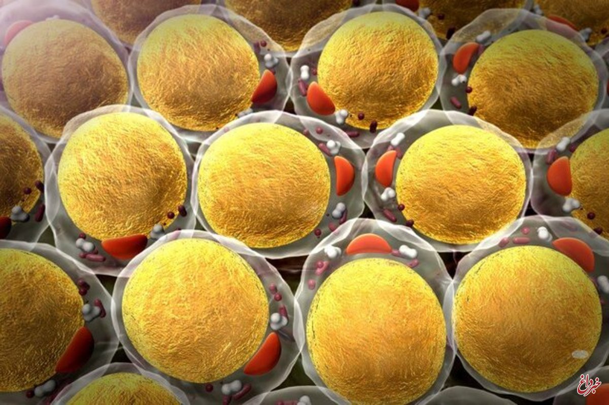 آیا چربی سلول‌های سرطانی را تکثیر می‌کند؟