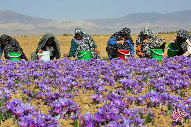 وزارت جهاد کشاورزی: کاهش ۵۰ درصدی تولید زعفران در سال زراعی جاری / بالا رفتن قیمت زعفران به دلیل کاهش میزان تولید بوده