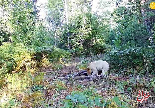 خرس سفید تنها در طبیعت میشیگان