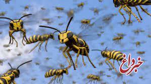 بستری حدود ۴۲ دانش آموز در پی حمله زنبورها