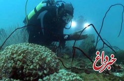 نمايش مستند20 زندگي در اعماق خليج فارس