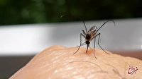 ۷دلیلی که پشه‌ها به شما حمله می‌کنند