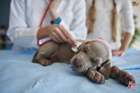 هشدار؛ خطر جهش ژنتیکی آنفلوآنزای سگی در کمین انسان‌ها